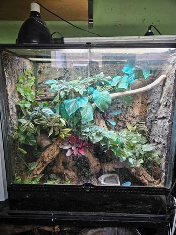 Exo Terra Terrarium 90 x 45 x90 gebruikt vaste prijs 225 eur beschikbaar voor biedingen