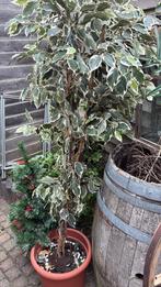Bonte Ficus kunst plant / boom, Ophalen of Verzenden, Volle zon, Overige soorten, 100 tot 250 cm