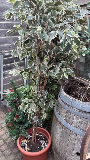 Bonte Ficus kunst plant / boom beschikbaar voor biedingen