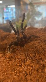 Hysterocrates gigas / cameroon red babboon vogelspin, Dieren en Toebehoren, Maart, Geslacht onbekend