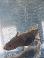 Baby axolotl, type wild, Dieren en Toebehoren, Amfibie, 0 tot 2 jaar