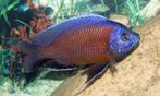 Malawi Cichliden: Copadichromis borleyi Red Kadango, Dieren en Toebehoren, Vis, Zoetwatervis