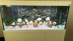 Prachtig Aqualantis aquarium 151x50x60, Dieren en Toebehoren, Ophalen, Zo goed als nieuw, Leeg aquarium