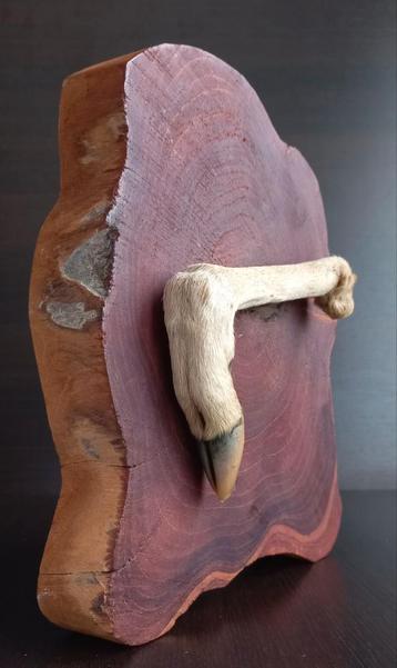 Decoratief stuk – getaxidermiseerde gazellepoot op houten beschikbaar voor biedingen