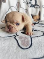 Franse bulldog pups uit geteste ouders, België, Particulier, CDV (hondenziekte), 8 tot 15 weken