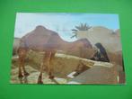 ansichtkaart Jerba kameel Tunesie, Verzamelen, Ansichtkaarten | Dieren, Gelopen, Overige soorten, Ophalen of Verzenden, 1980 tot heden