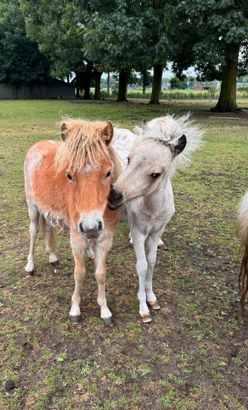 Prachtige Nederlandse mini paardjes!!, Dieren en Toebehoren, Paarden en Pony's | Dekhengsten en Fokmerries, Meerdere dieren