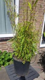 Bamboe fargesia rufa 1,25 meter, Ophalen, Bamboe, 250 cm of meer