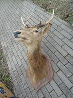 mooie grote Franse hertenkop, Ophalen, Gebruikt