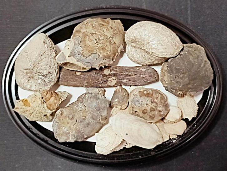 Fossiele krabben Zanthopsis dufouri  Eoceen (286F), Verzamelen, Mineralen en Fossielen, Fossiel, Ophalen of Verzenden