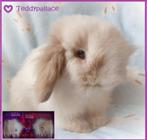 Teddy widder dwerghangoor en Teddy dwerg konijntjes, Dieren en Toebehoren, Konijnen, Meerdere dieren, Dwerg