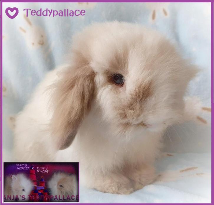 Teddy widder dwerghangoor en Teddy dwerg konijntjes, Dieren en Toebehoren, Konijnen, Dwerg, Meerdere dieren