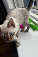 Lieve Snow Bengaal kater klaar voor vertrek, Dieren en Toebehoren, Katten en Kittens | Raskatten | Korthaar, Kater, Met stamboom