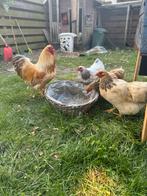 Wyandotte kippen, Dieren en Toebehoren, Meerdere dieren, Kip