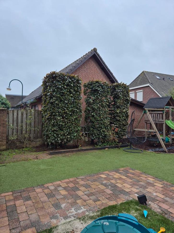 3 Grote bomen voor uw tuin, Tuin en Terras, Planten | Bomen, Zuilboom, 400 cm of meer, Volle zon, Bloeit niet, Ophalen