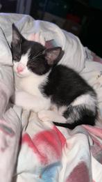 Kitten aangeboden!, Poes