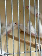 Witte Rijstvogels, Meerdere dieren, Tropenvogel, Geringd