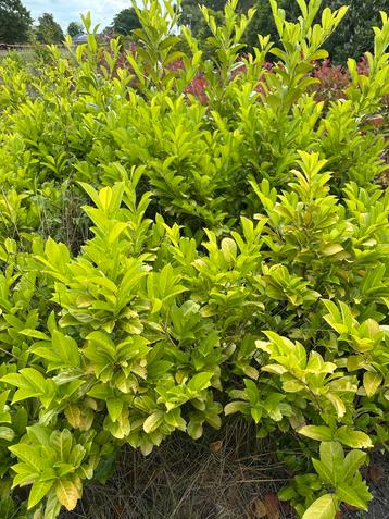 Laurier Rotundifolia - 80 - 140 cm hoog beschikbaar voor biedingen