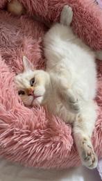 Kat te koop, Dieren en Toebehoren, Katten en Kittens | Raskatten | Langhaar, Kater, Gechipt