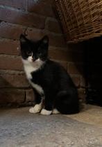 Nog 1 onwijs lieve kitten, Kater, Kortharig, 0 tot 2 jaar
