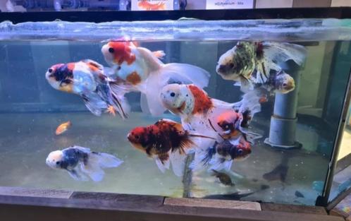 Handpick Oranda Goudvis leeuwenkop Ca + 17 cm / Koidreams, Dieren en Toebehoren, Vissen | Aquariumvissen, Zoetwatervis, Vis