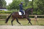 Zadelmak maken & trainen paard/pony | Drenthe, Overijssel, Gedragstraining