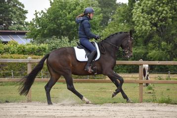 Zadelmak maken & trainen paard/pony | Drenthe, Overijssel beschikbaar voor biedingen