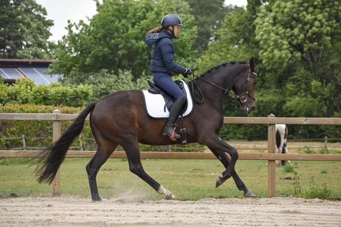 Zadelmak maken & trainen paard/pony | Drenthe, Overijssel, Diensten en Vakmensen, Dieren | Paarden | Verzorging, Oppas en Les