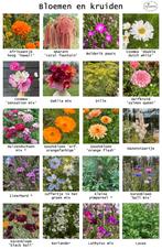 Bio ZADEN van de allermooiste (pluk)bloemen uit eigen tuin, Ophalen of Verzenden, Voorjaar, Volle zon, Zaad