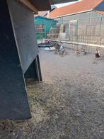 Te koop manderijn eenden ik, Meerdere dieren, Eend