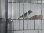 Tekoop geelbuiksijs mannen, Dieren en Toebehoren, Mannelijk, Tropenvogel, Geringd