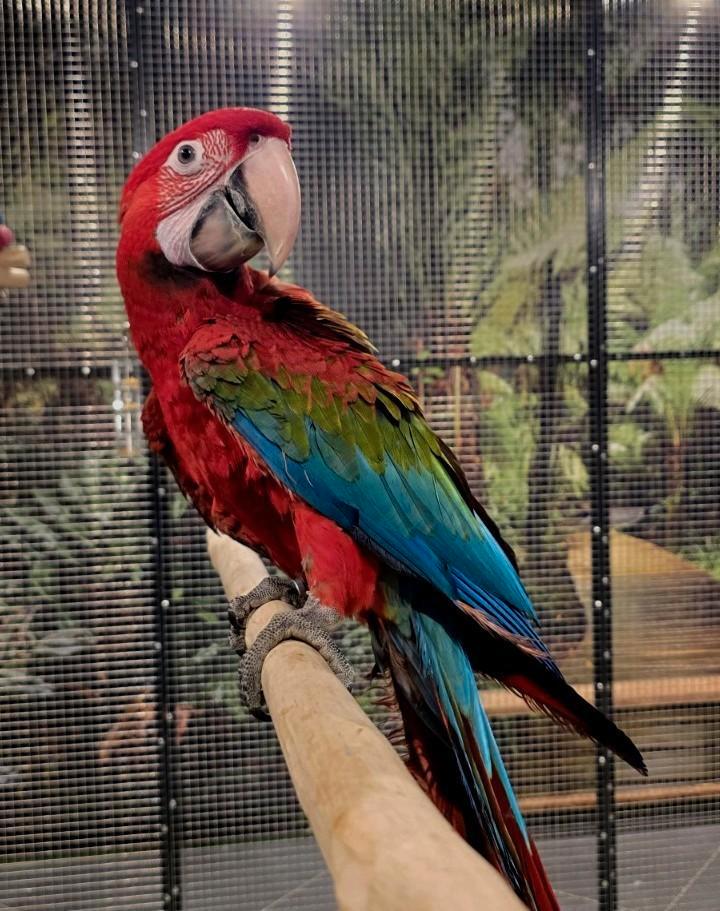 Super tamme groenvleugel ara man, Dieren en Toebehoren, Vogels | Parkieten en Papegaaien, Papegaai, Mannelijk