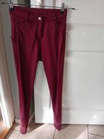 Donkerrode Rijbroek Maat 36, Ophalen of Verzenden, Zo goed als nieuw, Dressuur, Onderkleding