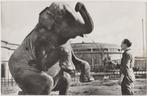 Rotterdam diergaarde Blij-dorp 1961 -Olifant dressuur-, Verzamelen, Verzenden, 1960 tot 1980, Gelopen, Zuid-Holland