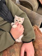 Britse korthaar Golden kittens, Dieren en Toebehoren, Katten en Kittens | Raskatten | Korthaar