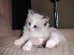 100% Ragdoll kittens – met enting & dierenartscheck, Dieren en Toebehoren, Katten en Kittens | Raskatten | Langhaar