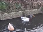 Saksen eenden, Dieren en Toebehoren, Pluimvee, Meerdere dieren, Eend
