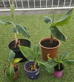 Bananen boom, Ophalen of Verzenden, Overige soorten, Minder dan 100 cm