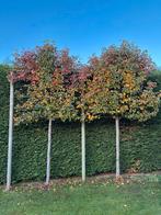 Hoogstam lei peersierbomen te koop, Tuin en Terras, Planten | Bomen, Overige soorten, Lente, 400 cm of meer, Ophalen