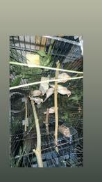 Majoor putters, Meerdere dieren, Zangkanarie