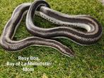Rosy Boa: Bay of LA Melanistic, Dieren en Toebehoren, Slang, Tam, 0 tot 2 jaar
