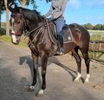 Superbraaf 4,5 jr familie-manege paard 1,63, Dieren en Toebehoren, Paarden, Merrie, B, Gechipt, 3 tot 6 jaar