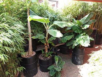 Bananenplant Musa Basjoo & Cavendish beschikbaar voor biedingen