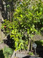 Laurierboom, In pot, Bloeit niet, Halfschaduw, 100 tot 250 cm