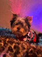 Mini York Terrier, Yorkshire Terriër, België, Particulier, 15 weken tot 1 jaar
