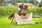 chique alround D pony te koop, Dieren en Toebehoren, B, 7 tot 10 jaar, D pony (1.37m tot 1.48m), Merrie