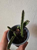 Stapelia stekjes, Ophalen, Overige soorten, Minder dan 100 cm