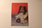 Honden Postkaart - Schotse Collie en drie Kitten, Frankrijk, Gelopen, 1960 tot 1980, Verzenden, Hond of Kat