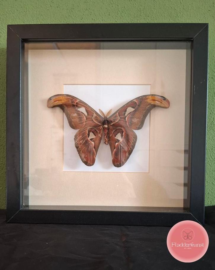 Attacus atlas vlinder – majestueuze vleugels van formaat, Verzamelen, Dierenverzamelingen, Zo goed als nieuw, Opgezet dier, Insect