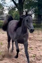 Lieve Arabische Merrie, Dieren en Toebehoren, Merrie